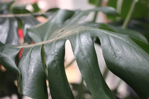 yeşil yapraklar, bitkiler ve yapraklar