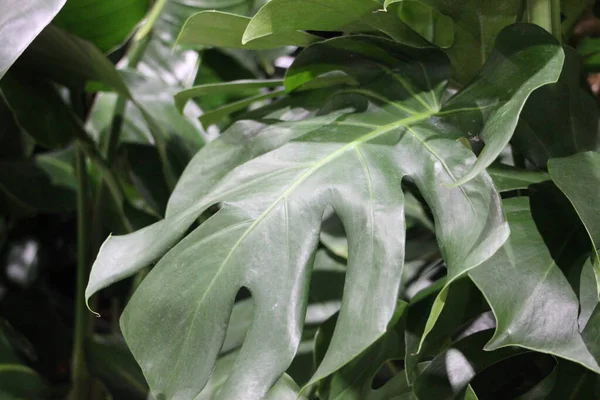 yeşil yapraklar, bitki örtüsü ve doğa