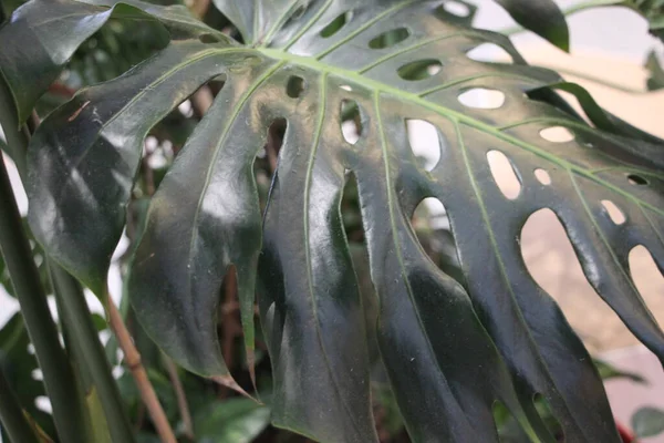 Ormanda tropik yapraklar