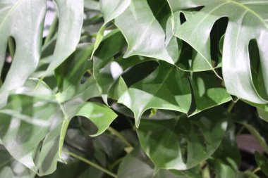 yeşil yaprak arkaplanı, yeşillik