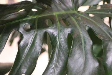 yeşil yapraklar, bitkiler ve yapraklar