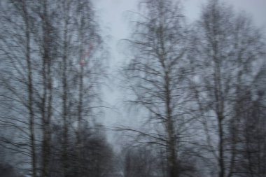 Ormanda kış manzarası