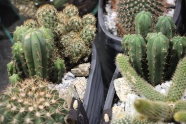 Bahçedeki kaktüsler, kaktüsler