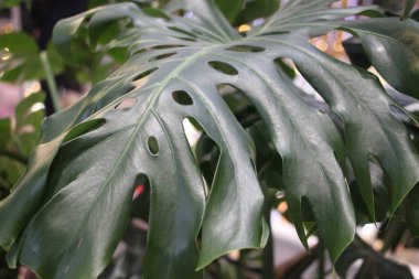 Ormanda tropik yapraklar