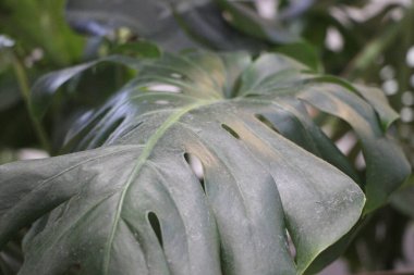 Güzel botanik fotoğrafı, doğal duvar kağıdı.