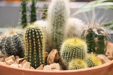 Bahçedeki kaktüs