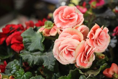 Bahçedeki güzel güller