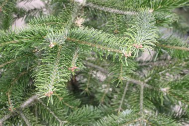 Köknar ağacı dalları - yakın - kapalı. doğal arkaplan