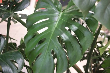 Yeşil yaprak, bitki ve yapraklar.