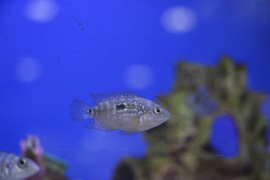 Akvaryumdaki akvaryum balığı