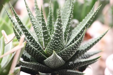 Yeşil yapraklı aloe vera bitkisi.