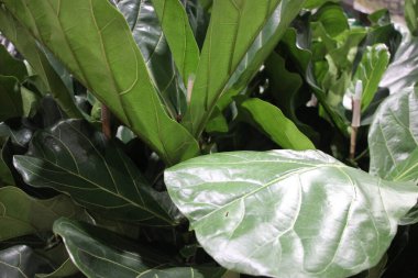 yeşil yapraklar arka plan, yeşillik ve doğa