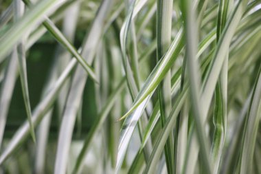 yeşil çimen dokusu arkaplanı