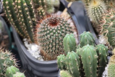 Bir sürü çiçekli güzel kaktüs