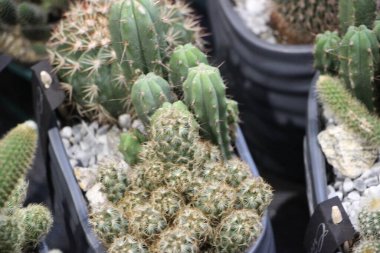 Bahçedeki kaktüs bitkisi