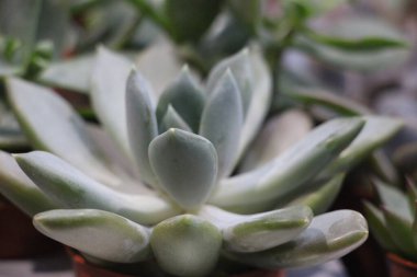 Güzel botanik fotoğrafı, doğal duvar kağıdı.