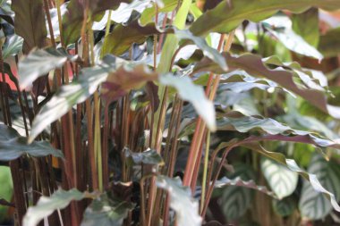 Doğadaki bitkilerin yakın çekim görüntüleri.