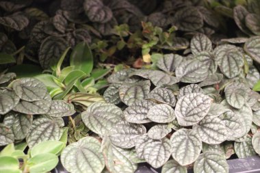 Bahçedeki yeşil yaprakları kapat.