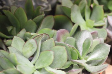 Güzel botanik fotoğrafı, doğal duvar kağıdı.