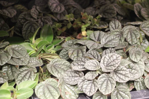 Bahçedeki yeşil yaprakları kapat.