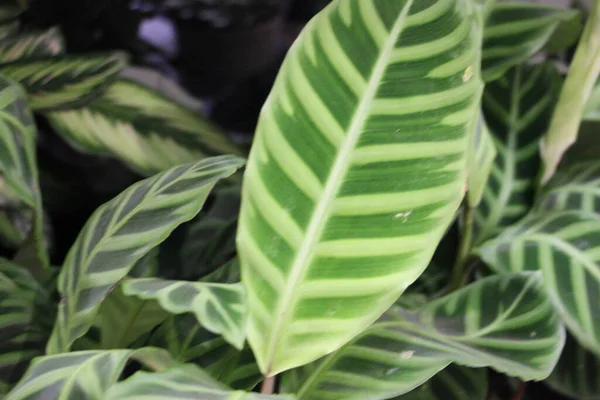 yeşil yaprak dokusu arka plan, doğa kavramı