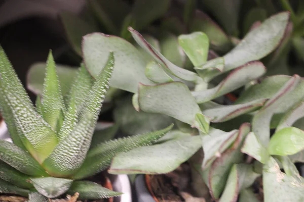 Güzel botanik fotoğrafı, doğal duvar kağıdı.