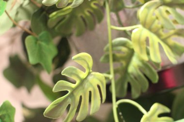 Bahçedeki yeşil bitki, bitki örtüsü