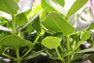 yeşil yaprak dokusu arkaplanı