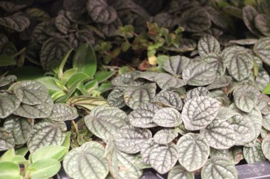 Bir bitkinin yakın çekimi.