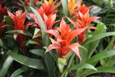 Bahçedeki kırmızı ve turuncu çiçek.