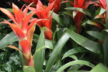 Güzel botanik fotoğrafı, doğal duvar kağıdı.