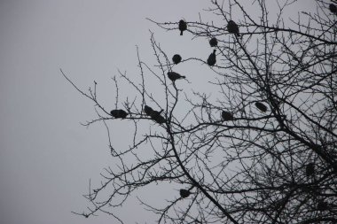 Gökyüzündeki kuş sürüsü