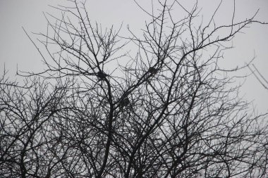 Ağaç dalları, bitki örtüsü.