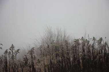 Karla kaplı ağaçlarla kaplı kış manzarası