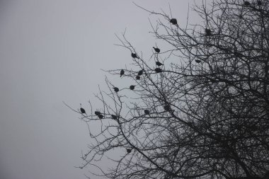 kuşlar sürüsü ağaç üzerinde