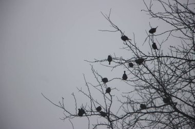 Ağaçtaki kuşları