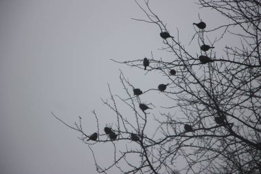 Ormandaki bir grup kuş.