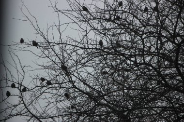 Ağaç dallarındaki kuş.