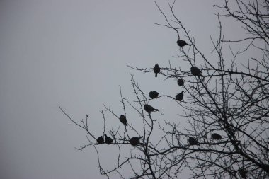 Ormandaki ağaç dallarında oturan kuşlar.