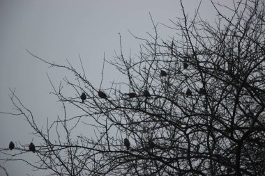 Kuşlar ağaç dalında oturuyor