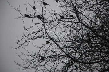 Ormandaki ağaç dalları, çevre florası