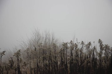 Ormanda sisli bir sabah