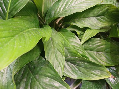 Bitkinin yeşil yaprağı