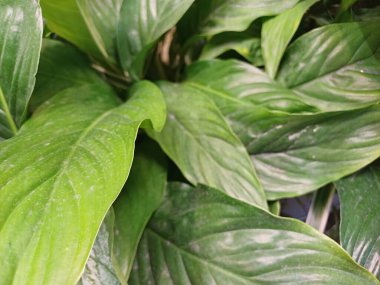 tropikal yaprak doku arka plan