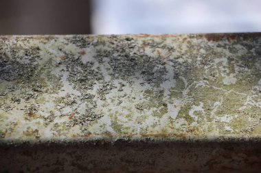 Yeşil ve gri yosunlarla kaplı dokulu bir yüzeye yakın çekim..