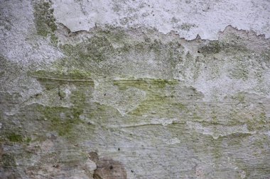 Pürüzlü desenli duvar, benekli boya ve doğal ışık altında yeşil yosun büyümesi..
