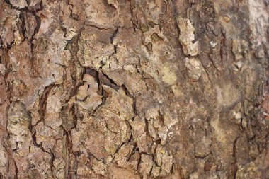 Kaba ağaç kabuğunun yakın plan görüntüsü. Dokulu, doğal yüzeyi toprak renginde..