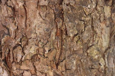 Ağaç kabuğunun yakın plan görüntüsü toprak tonlarını ve dokulu yüzey detaylarını gösterir.