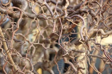 Çarpık bir ağacın karmaşık dalları doğal bir ortamda birbirine dolanmış..