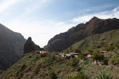 Eski korsan köyü Masca. Gorge Masca 'da yürüyüş. Volkanik ada. Masca Vadisi, Masca Köyü, Tenerife, Gorge Masca, Kanarya Adaları, İspanya. Turist eğlencesi. Güneşli bir gün. Çöl ve palmiye ağaçları.
